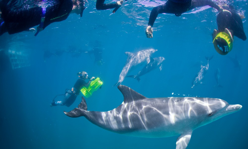 Swim with Wild Dolphins Cruise with Return Perth Transfers