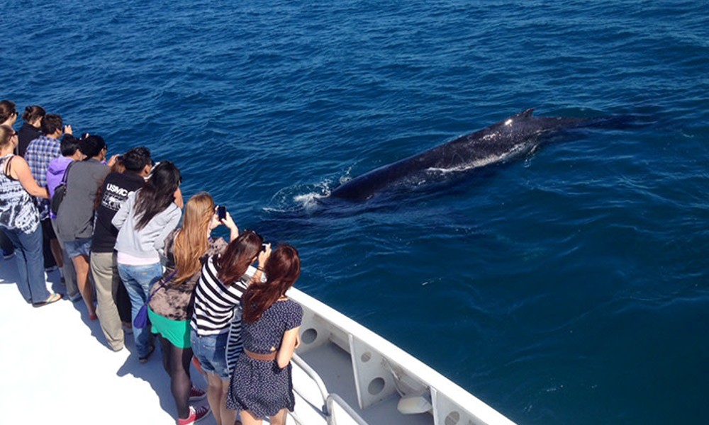 Fremantle Scenic Whale Watching Cruise – 2 Hours