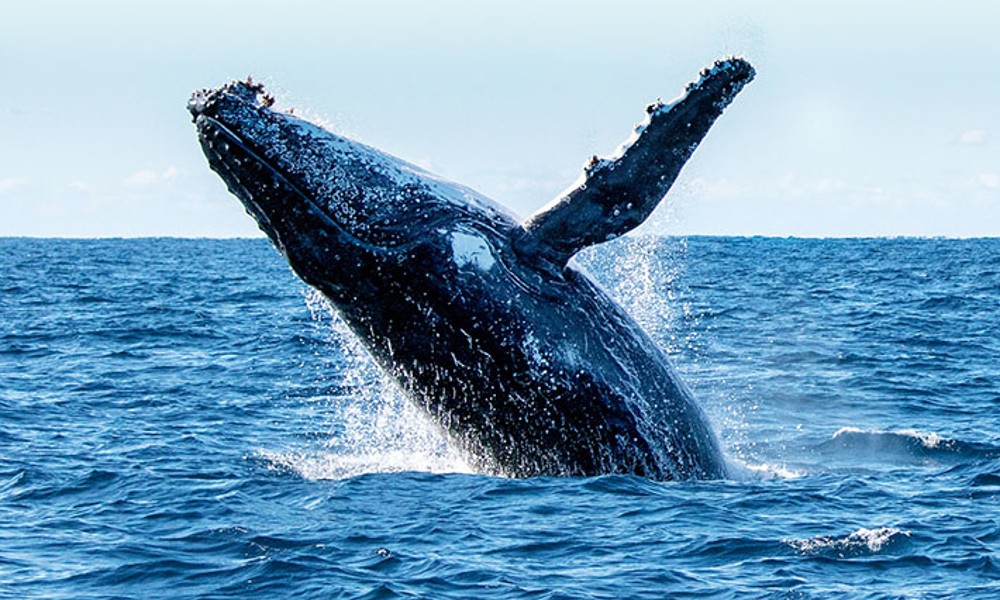 Fremantle Scenic Whale Watching Cruise - 2 Hours