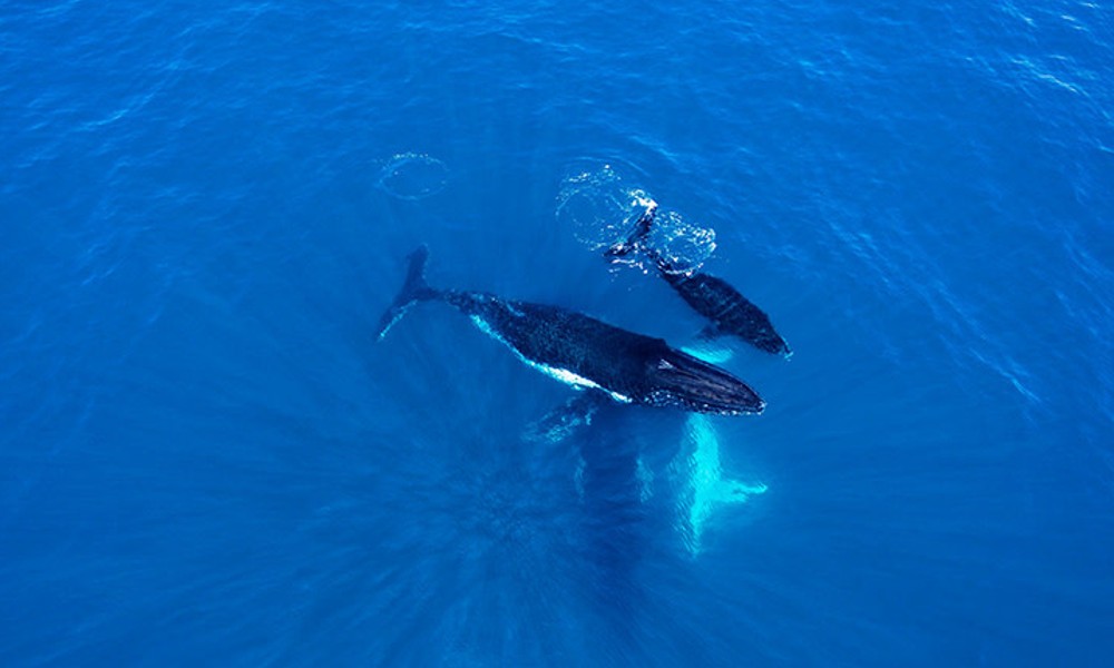 Fremantle Scenic Whale Watching Cruise - 2 Hours