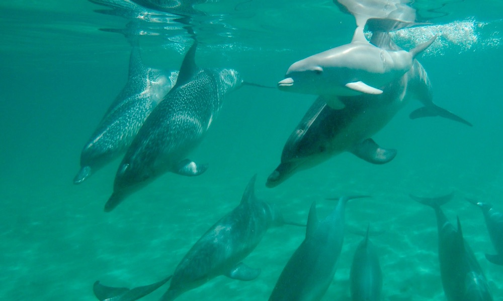 Swim with Wild Dolphins Cruise with Return Perth Transfers