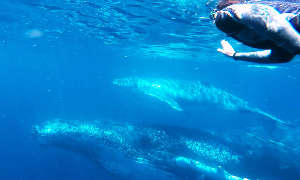 Swim with the Whales Tour from Mooloolaba