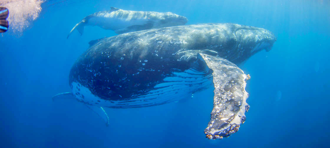 Swim with the Whales Tour from Mooloolaba