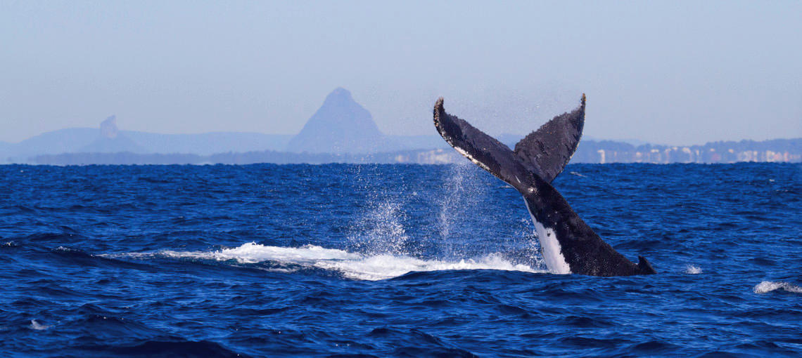 Swim with the Whales Tour from Mooloolaba