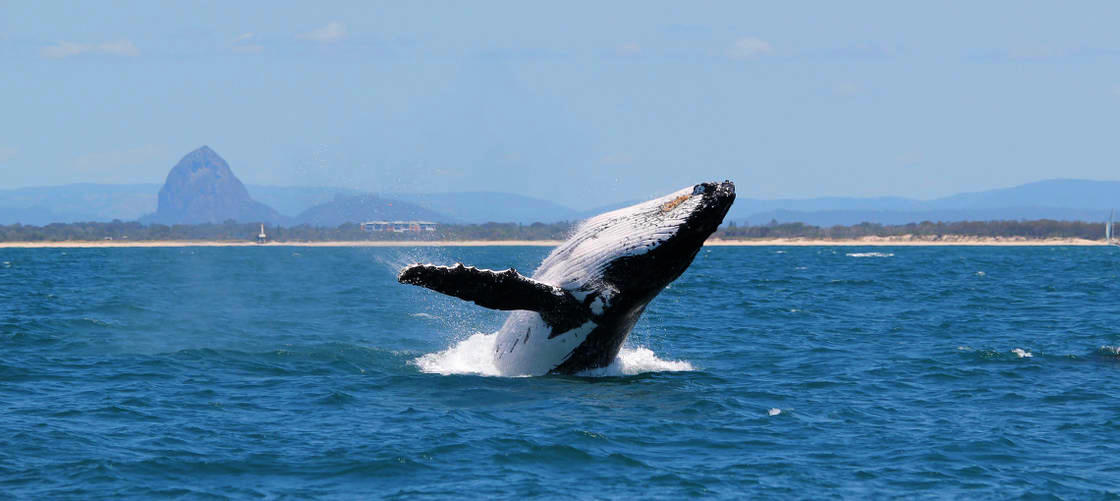 Swim with the Whales Tour from Mooloolaba