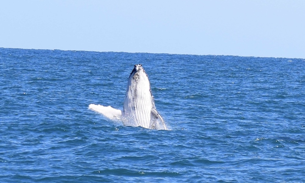 Fremantle Scenic Whale Watching Cruise - 2 Hours