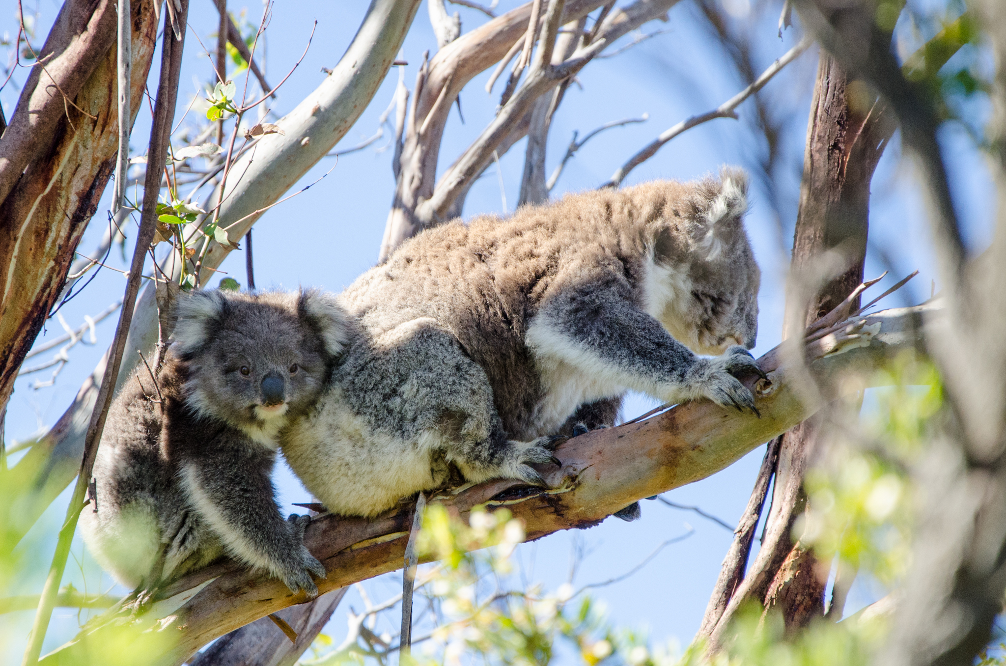 Autopia Tours: Great Ocean Road Sunset & Chocolates Tour