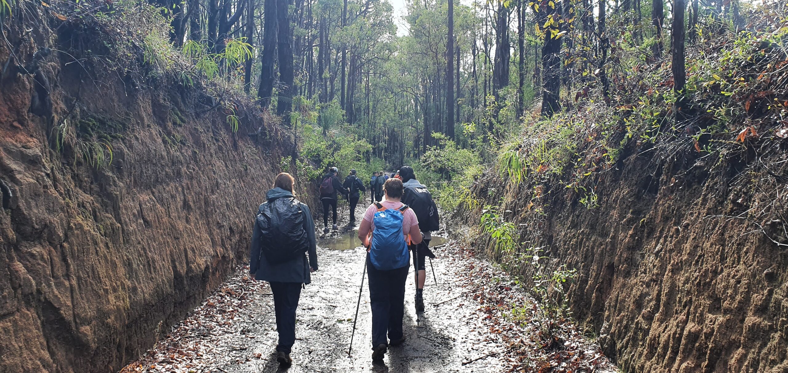 King Jarrah Hiking Experience