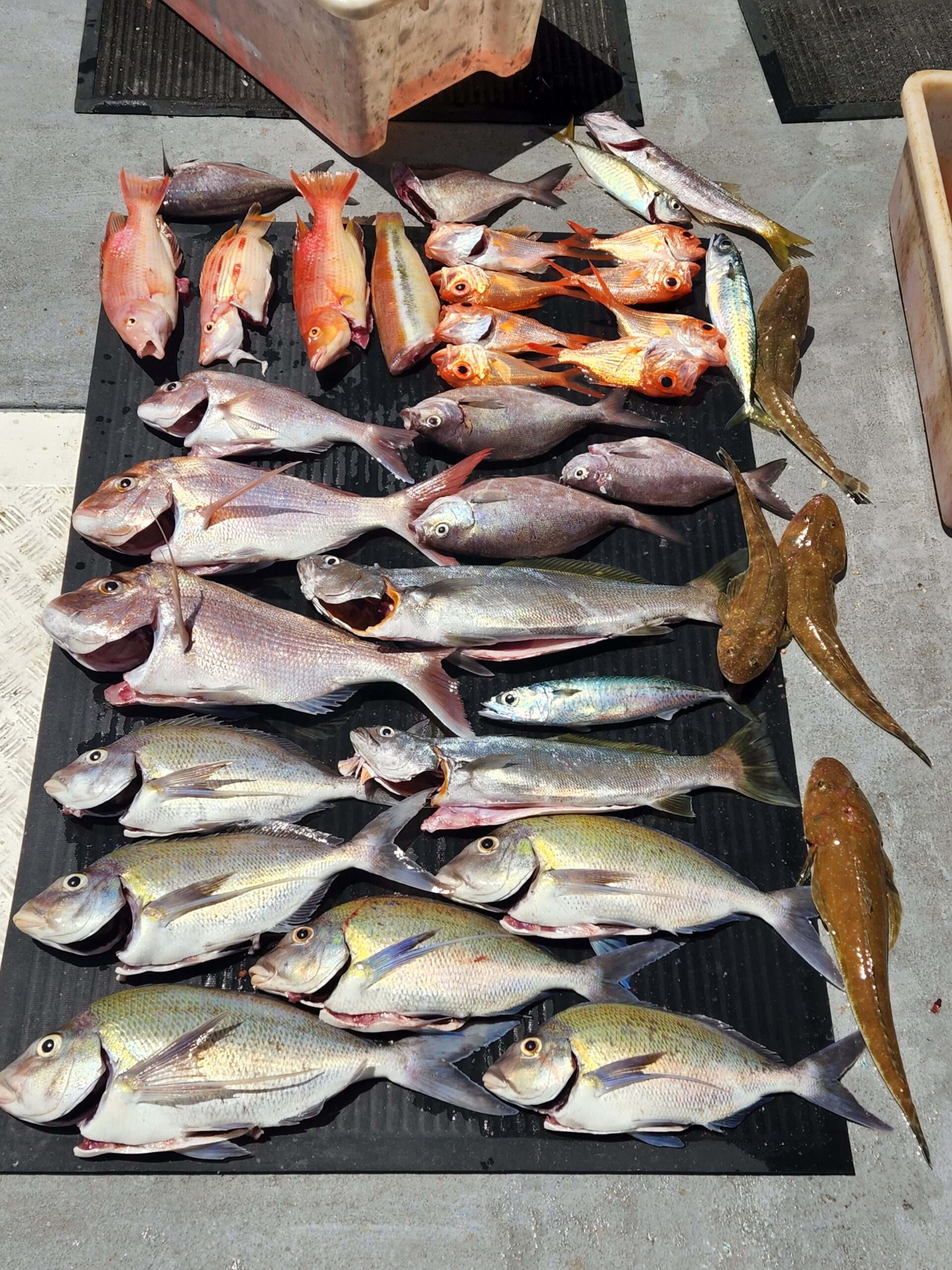 REEF FISHING - 1/2 Day Individuals (Combined Groups)