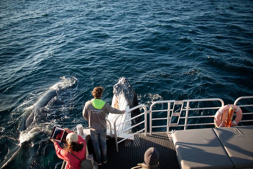 Augusta Whale Watching Eco Tours