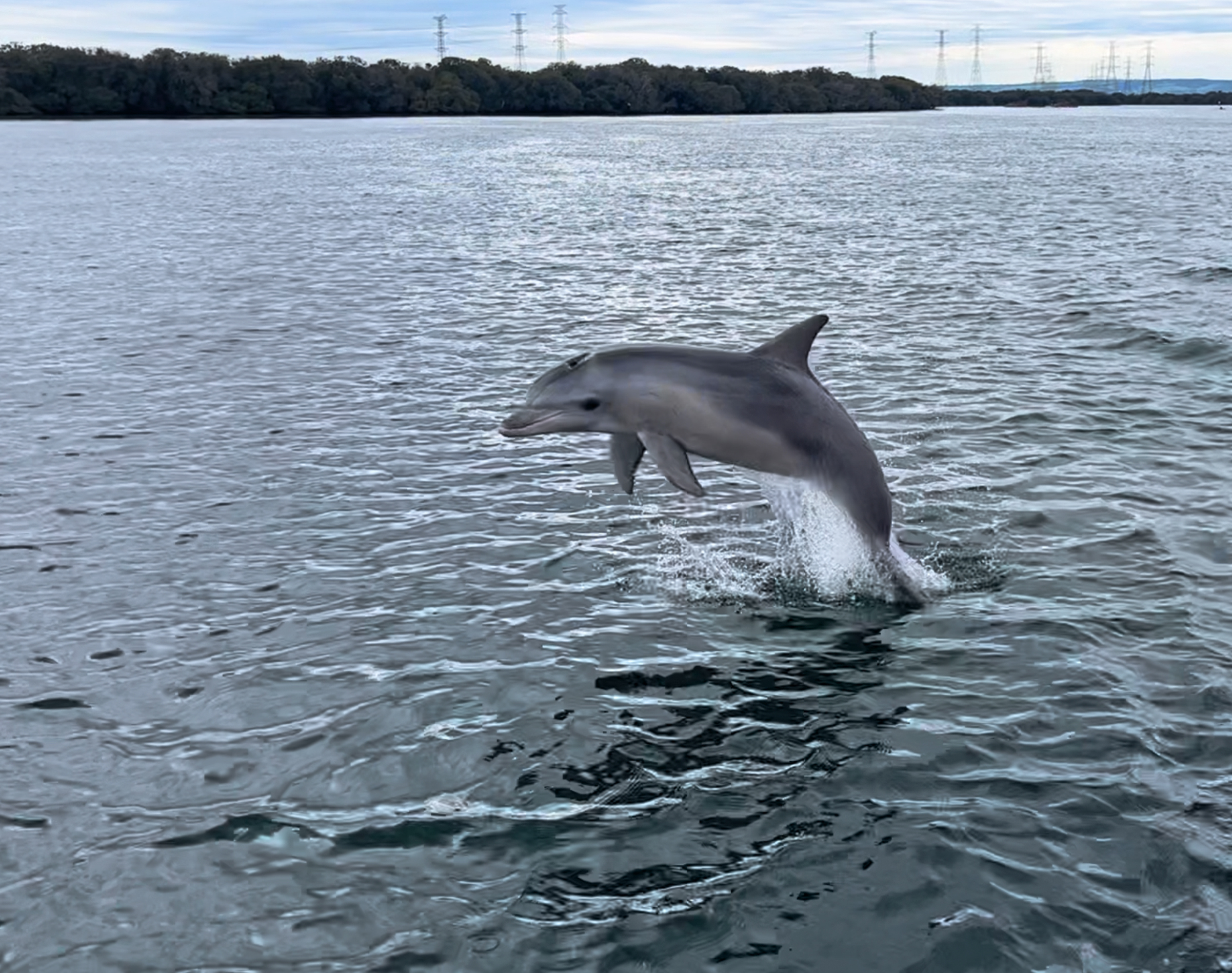 90-minute Port River Dolphin & Ships Graveyard Cruise