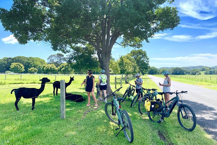 Self Guided E Bike Tour - Hinterland, Rainforest & Waterfalls