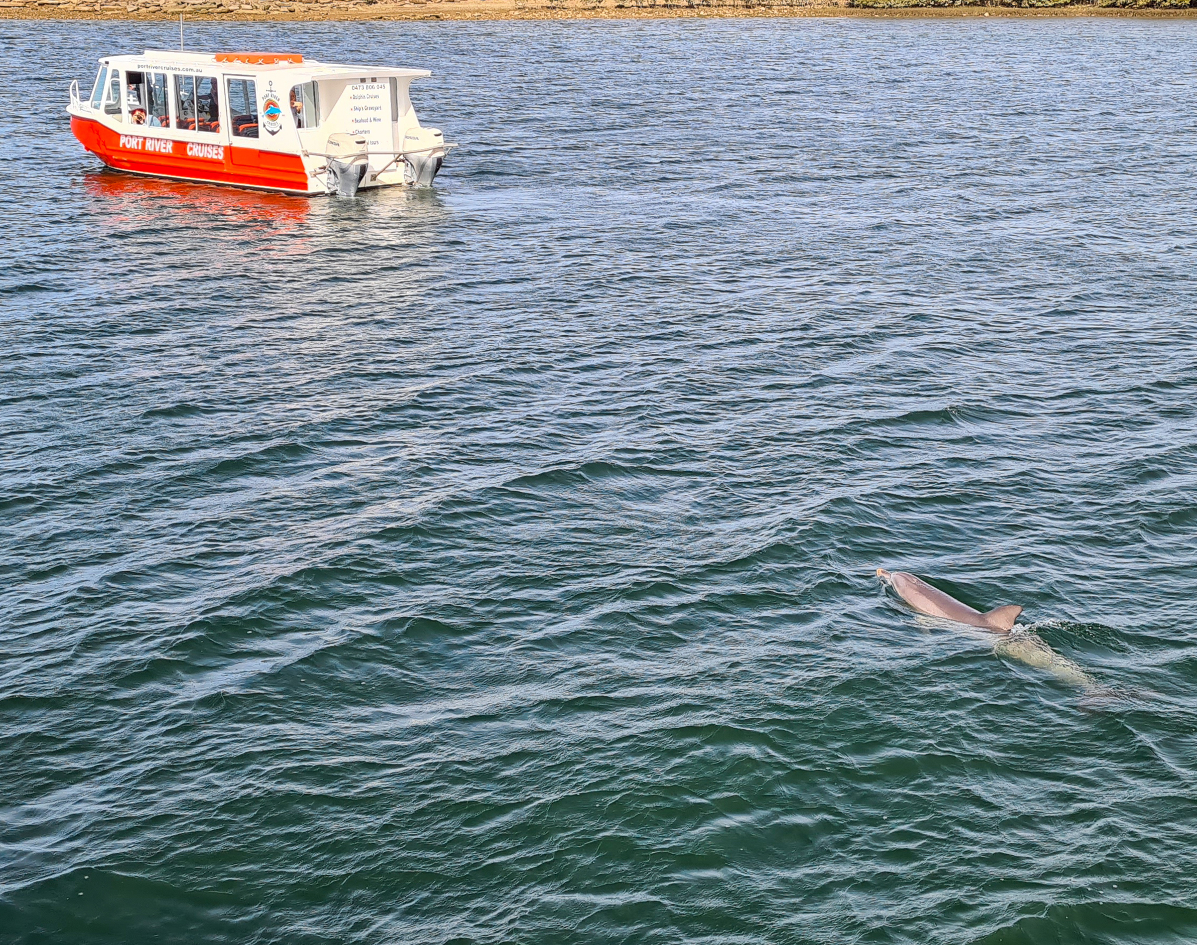 90-minute Port River Dolphin & Ships Graveyard Cruise