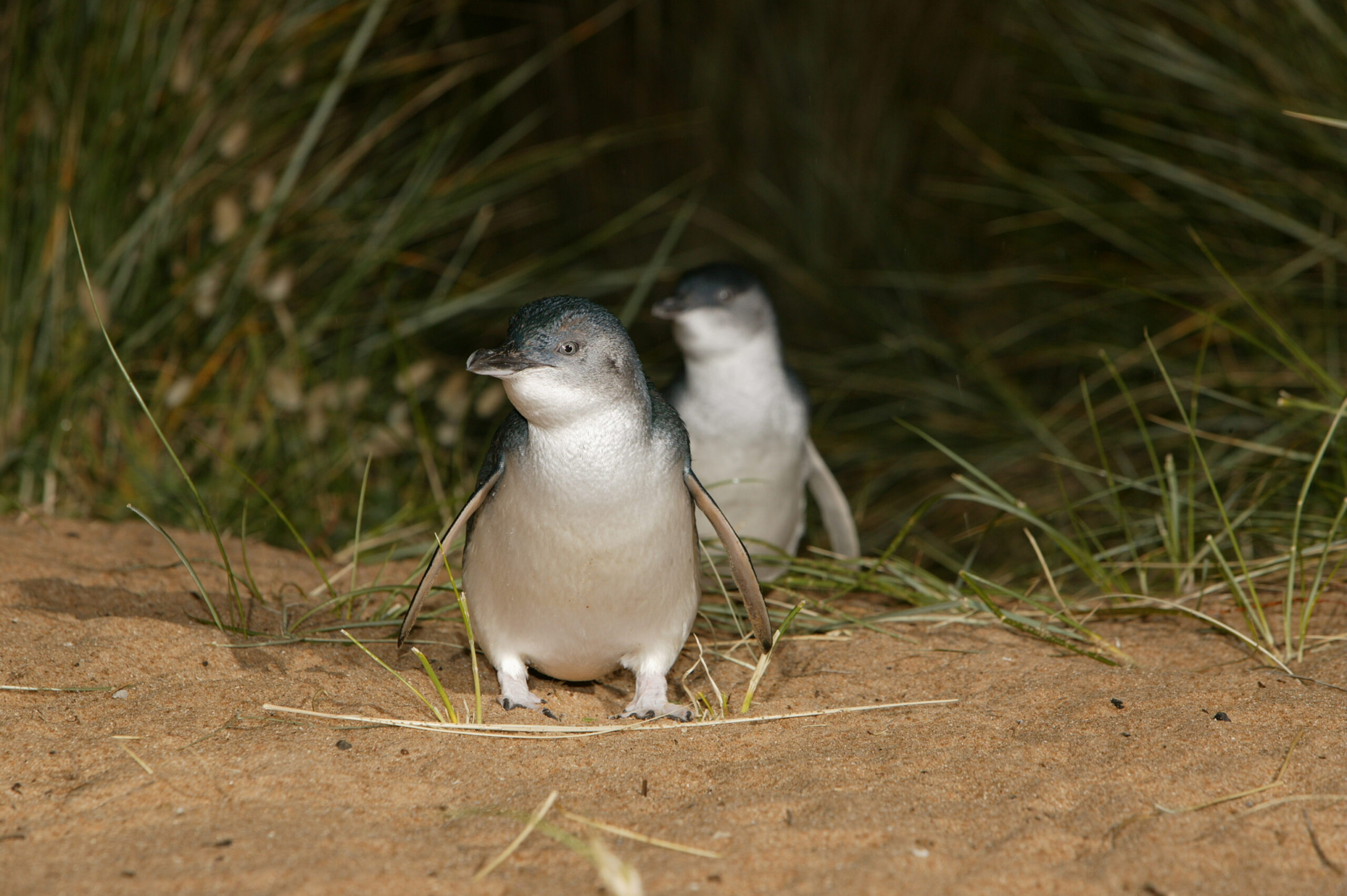 Autopia Tours: Phillip Island & Koala Highlights - Penguins Plus Viewing