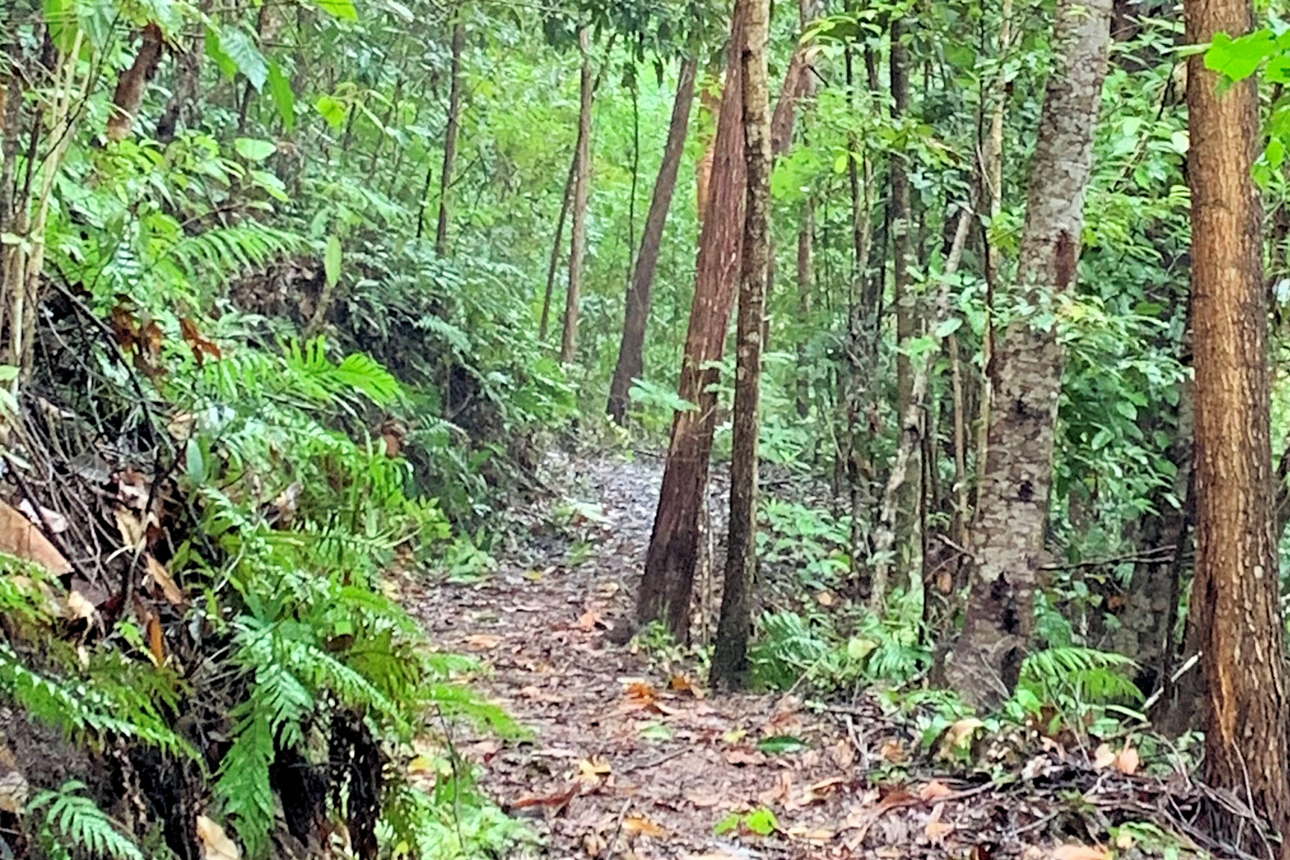 Dunk Island to Mission Beach |  One-Way | 3.00pm