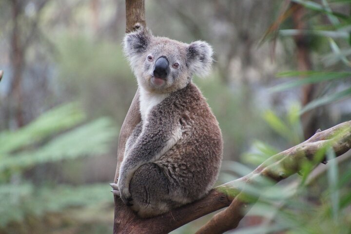 2 Day Private Luxury Great Ocean Road Tour