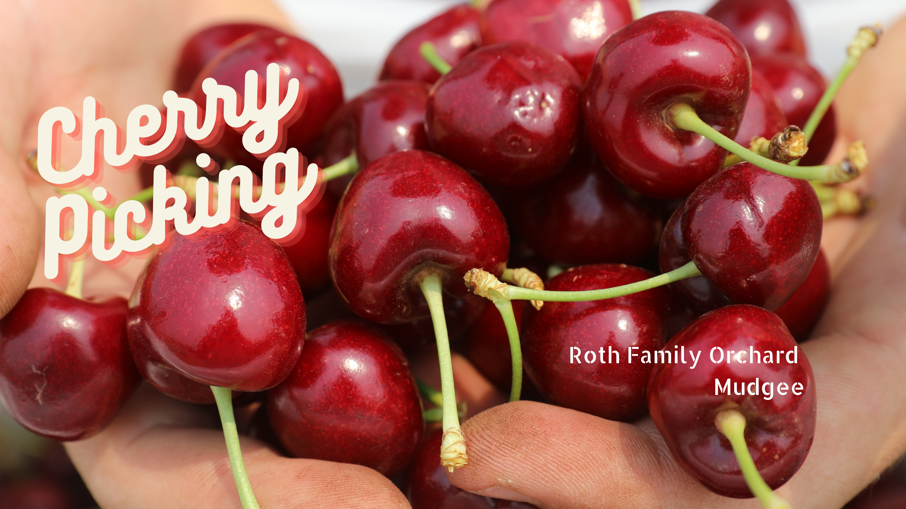 2023  SWEET CHERRY SEASON IS NOW OVER at Roth Family Orchard
