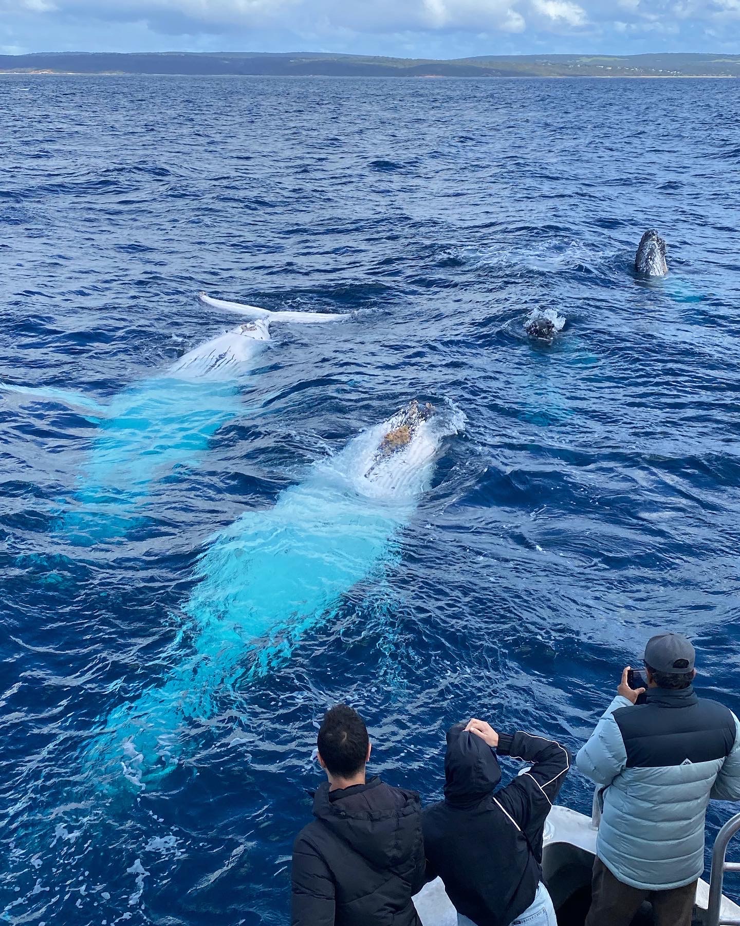 Augusta Whale Watching Eco Tours