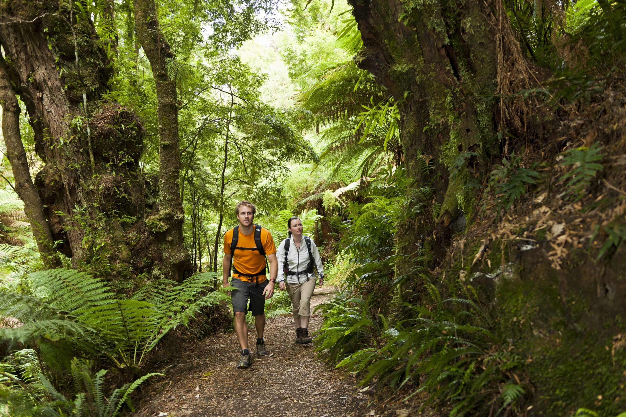Autopia Tours: Great Ocean Road Experience