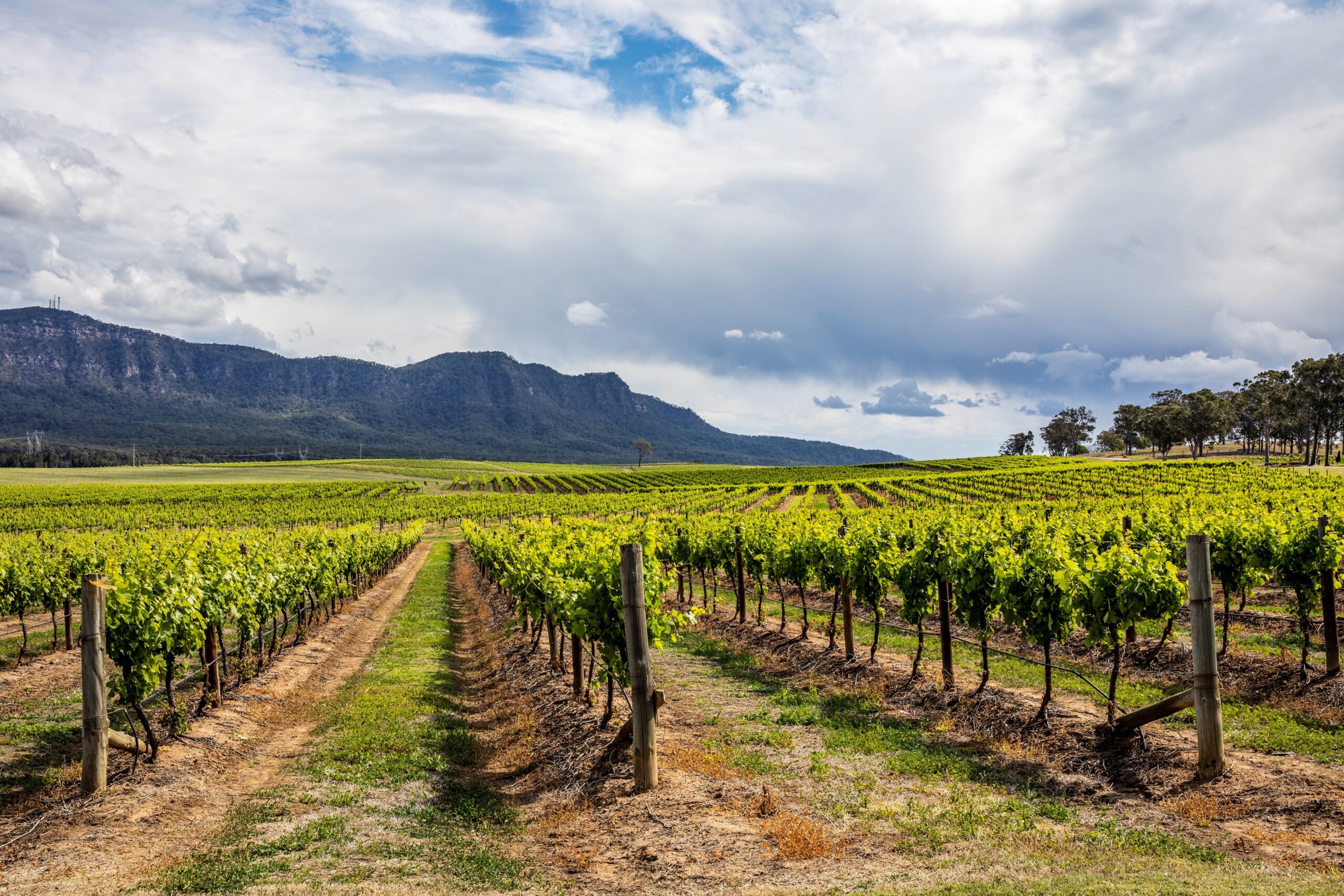 Autopia Tours: Hunter Valley Scenic Wine & Dine Day Tour