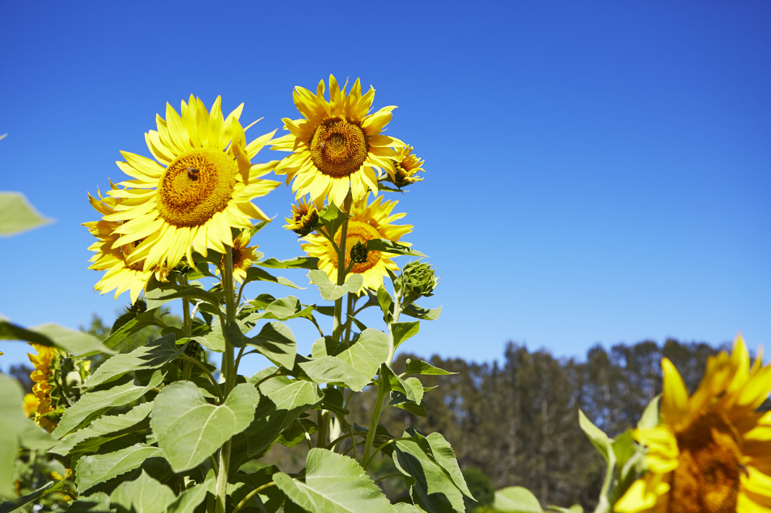 Autopia Tours: Hunter Valley Scenic Wine & Dine Day Tour