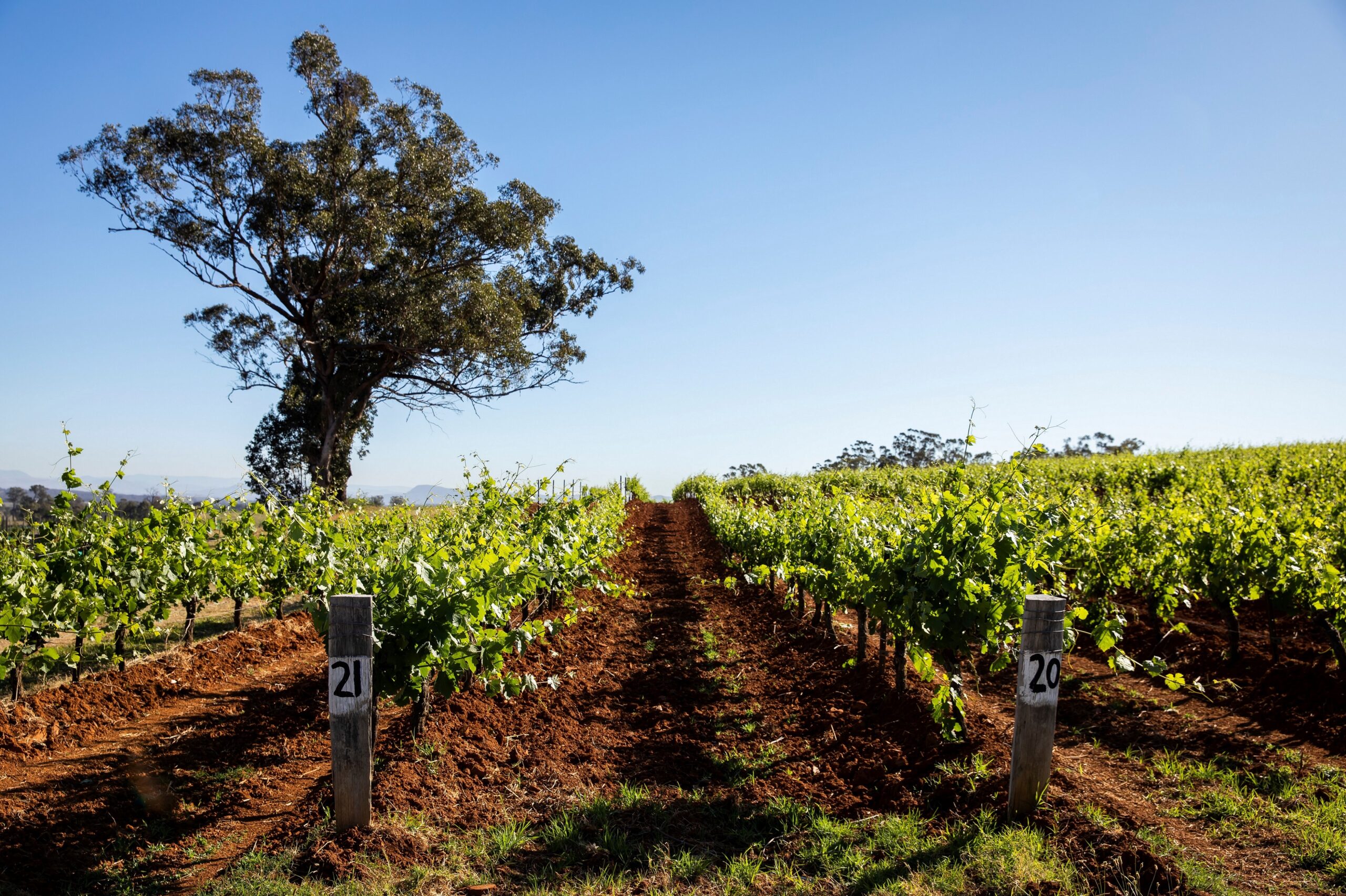 Autopia Tours: Hunter Valley Scenic Wine & Dine Day Tour