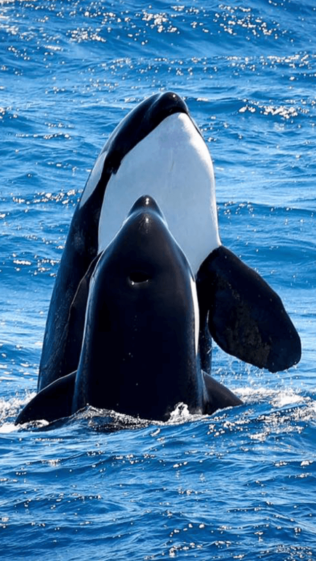 Bremer Canyon Killer Whale (Orca) Expedition