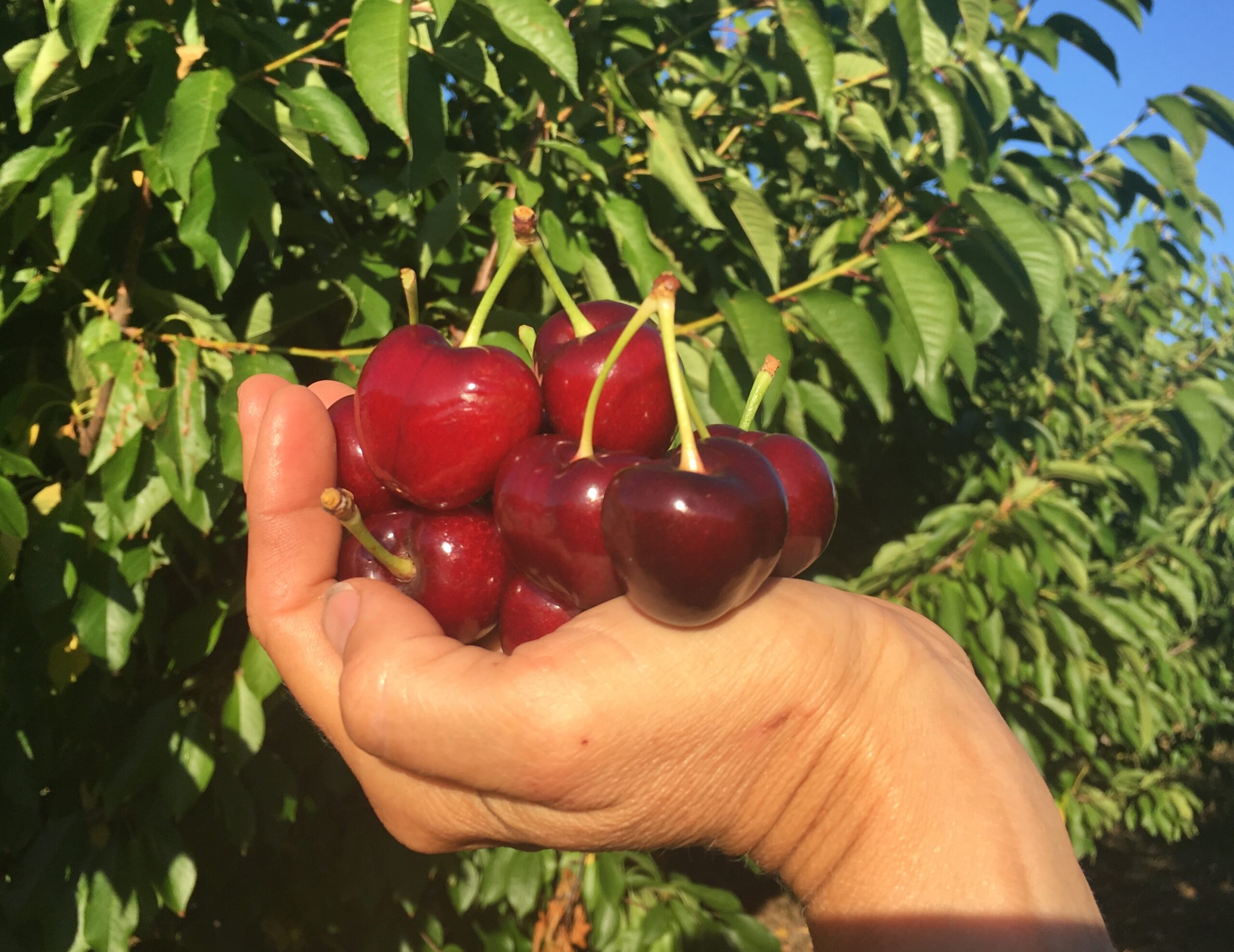 Pick Your Own Cherries at Roth Family Orchard 2022