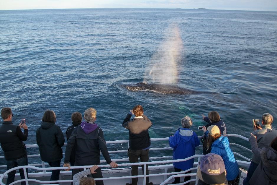 Dunsborough Whale Watching Eco Tours