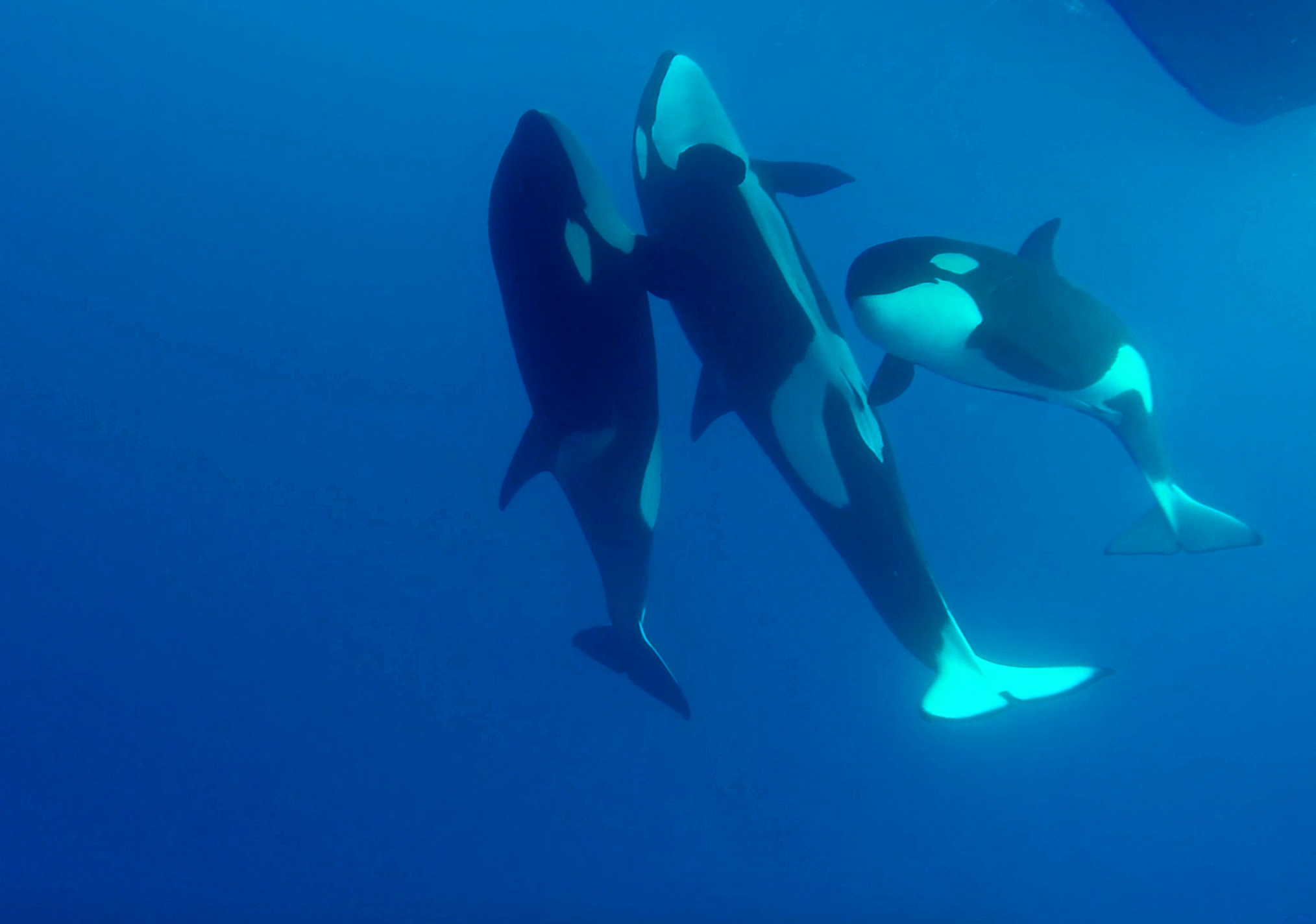 Bremer Canyon Killer Whale (Orca) Expedition