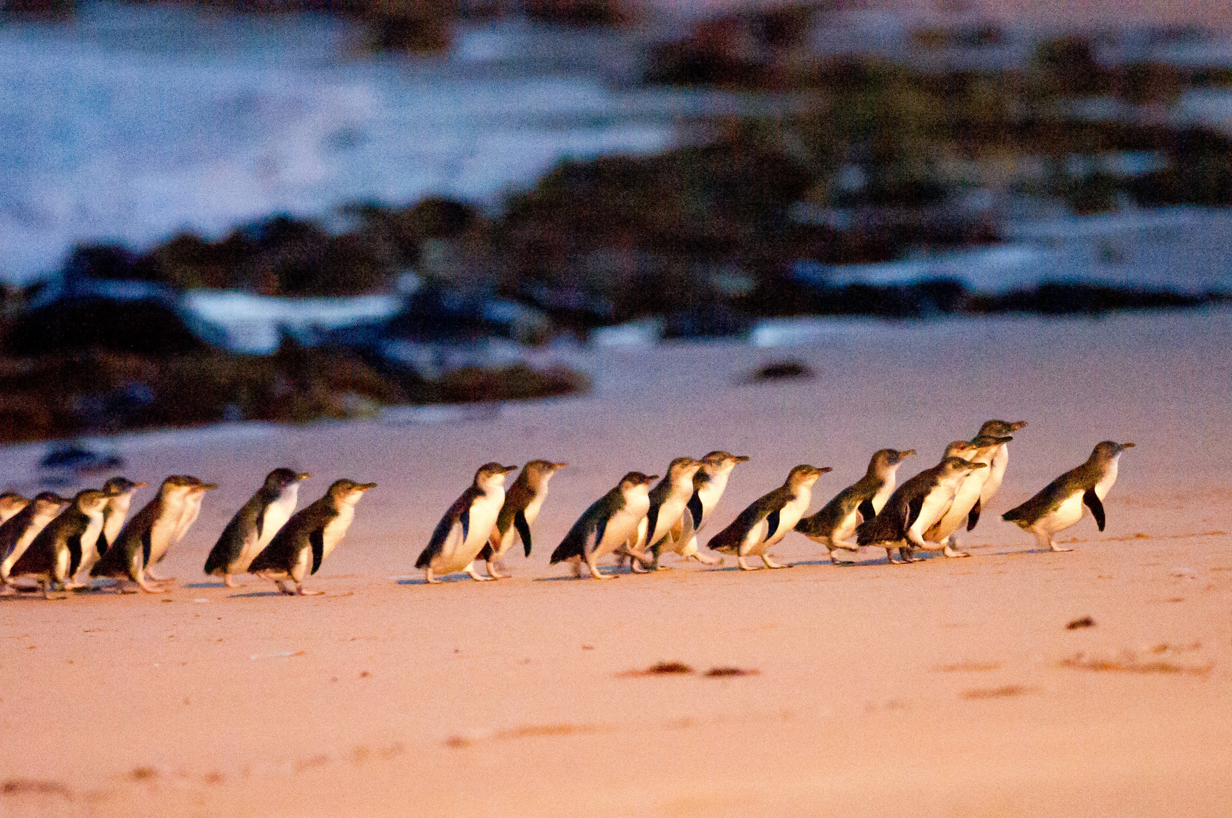 Autopia Tours: Phillip Island & Koala Highlights – Penguins General Viewing