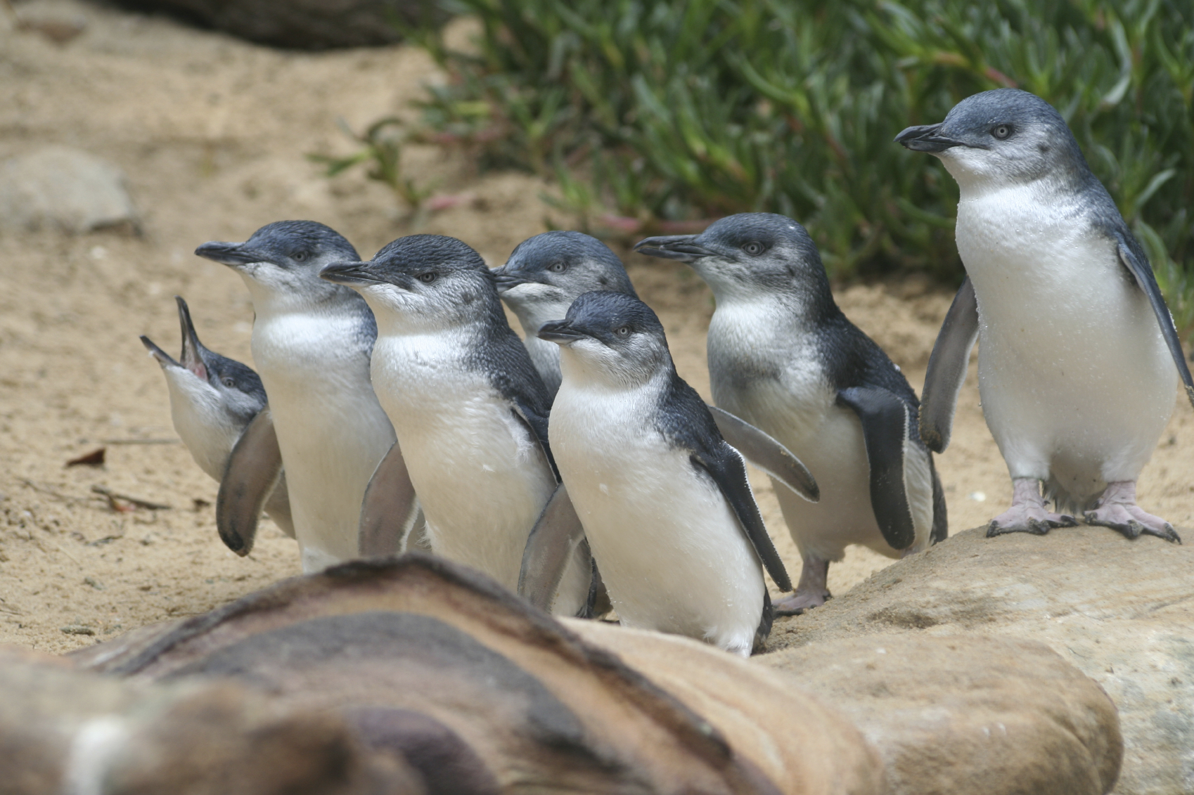 Autopia Tours: Phillip Island & Koala Highlights - Penguins General Viewing