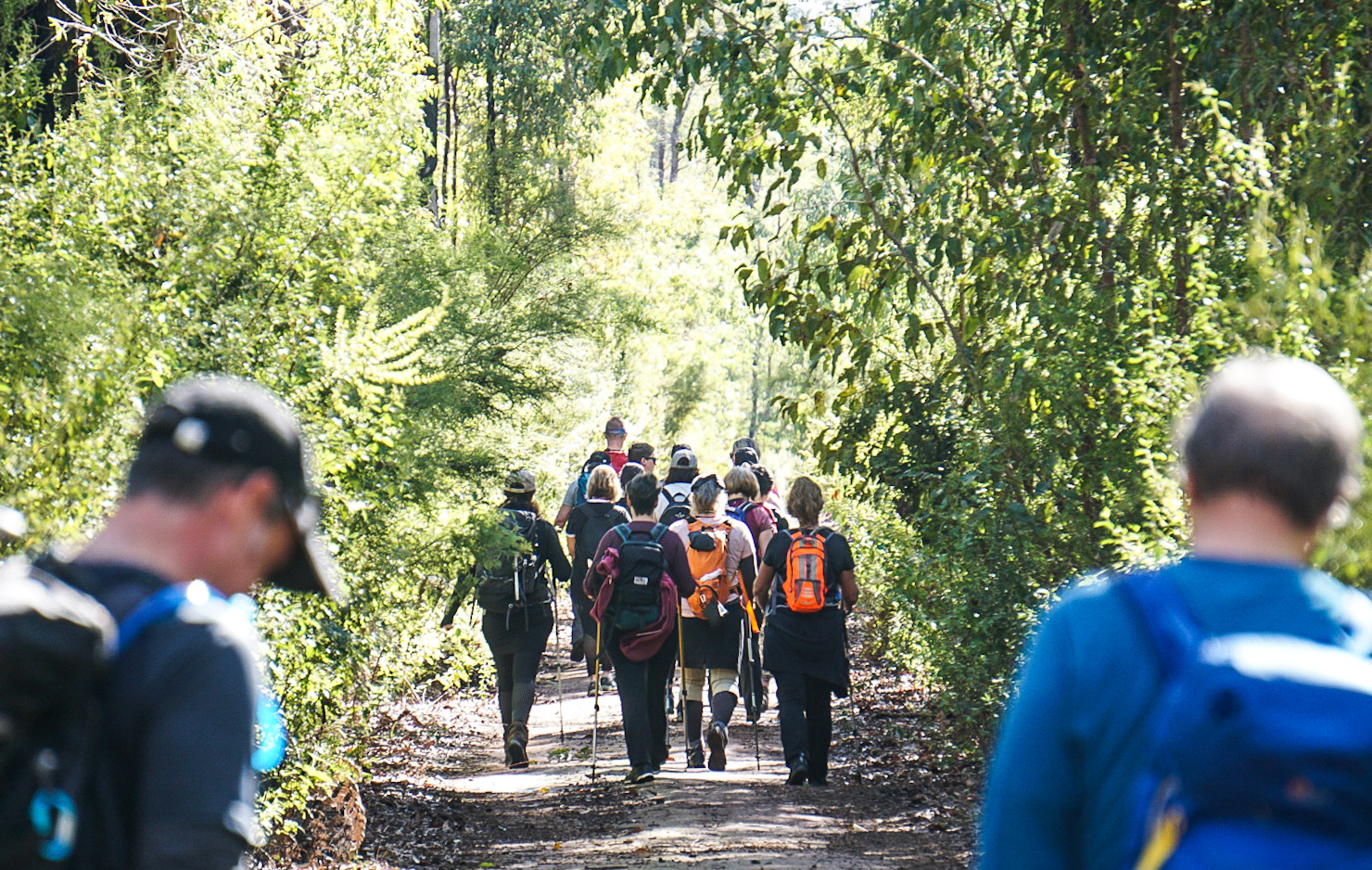 King Jarrah Hiking Experience