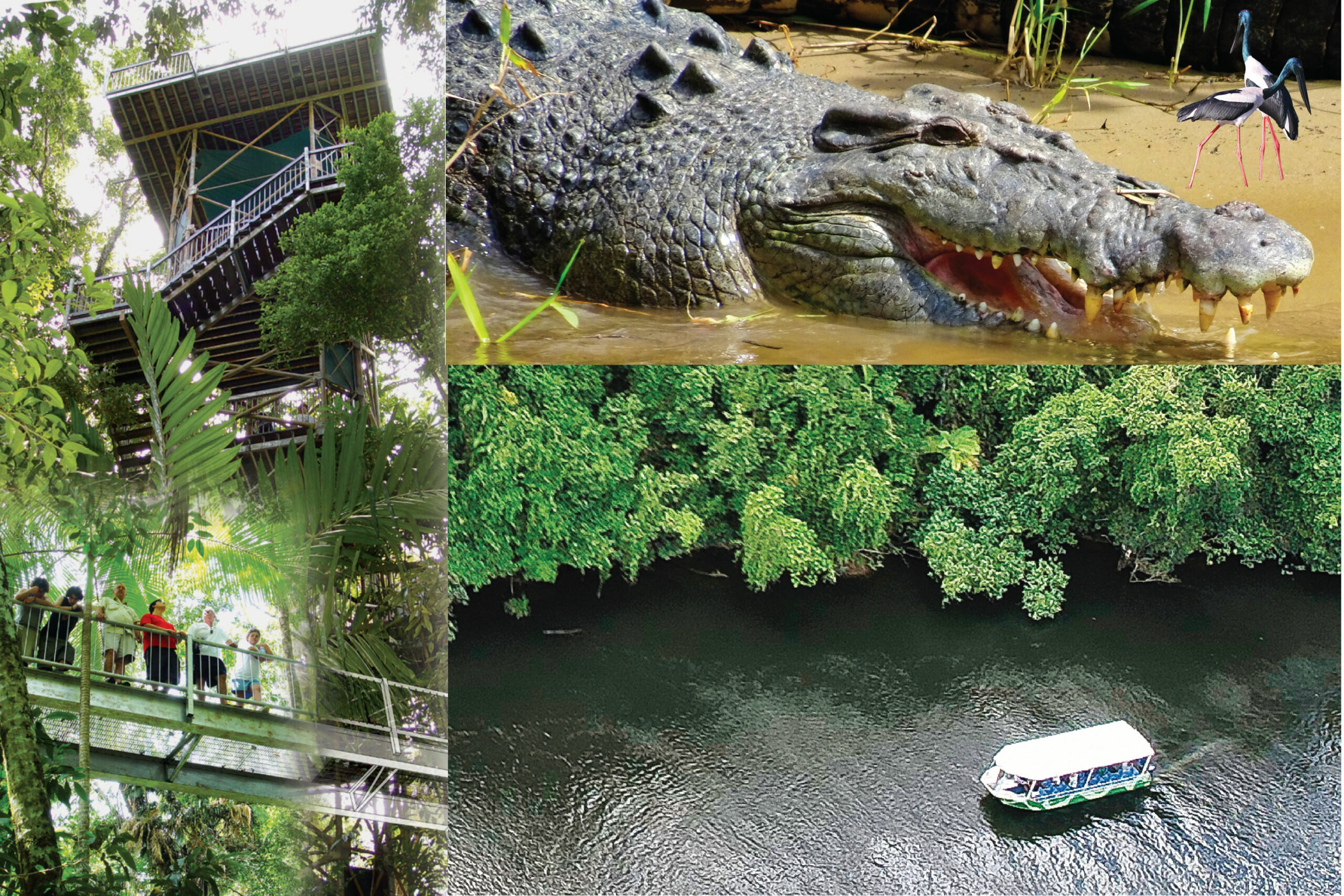 Crocodile Express Daintree River Cruise Daintree Village & Daintree Discovery Centre Unlimited Pass