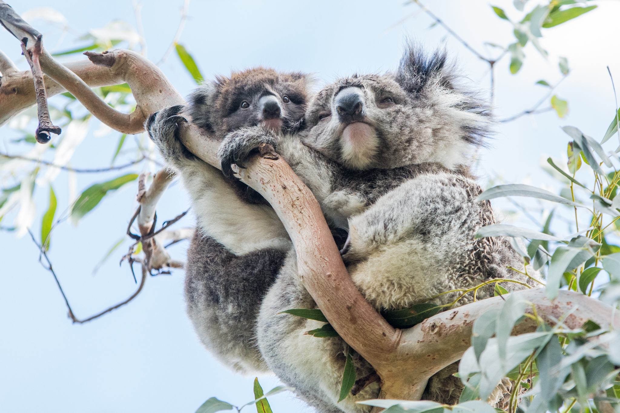 Autopia Tours: Phillip Island & Koala Highlights - Penguins Plus Viewing