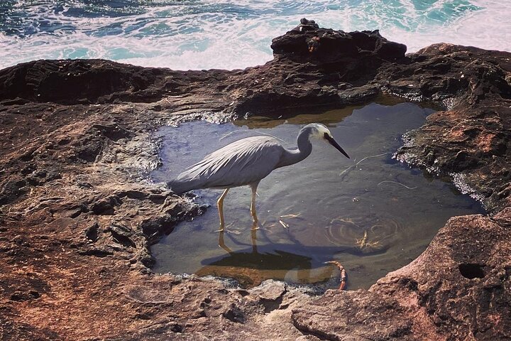 Nature, Culture and History, Immersive Guided Walk in North Head, Sydney