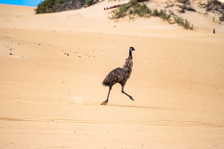 Coffin Bay National Park Half-day 4WD Tour