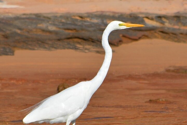 Morning Cruise on the Murchison River in Kalbarri