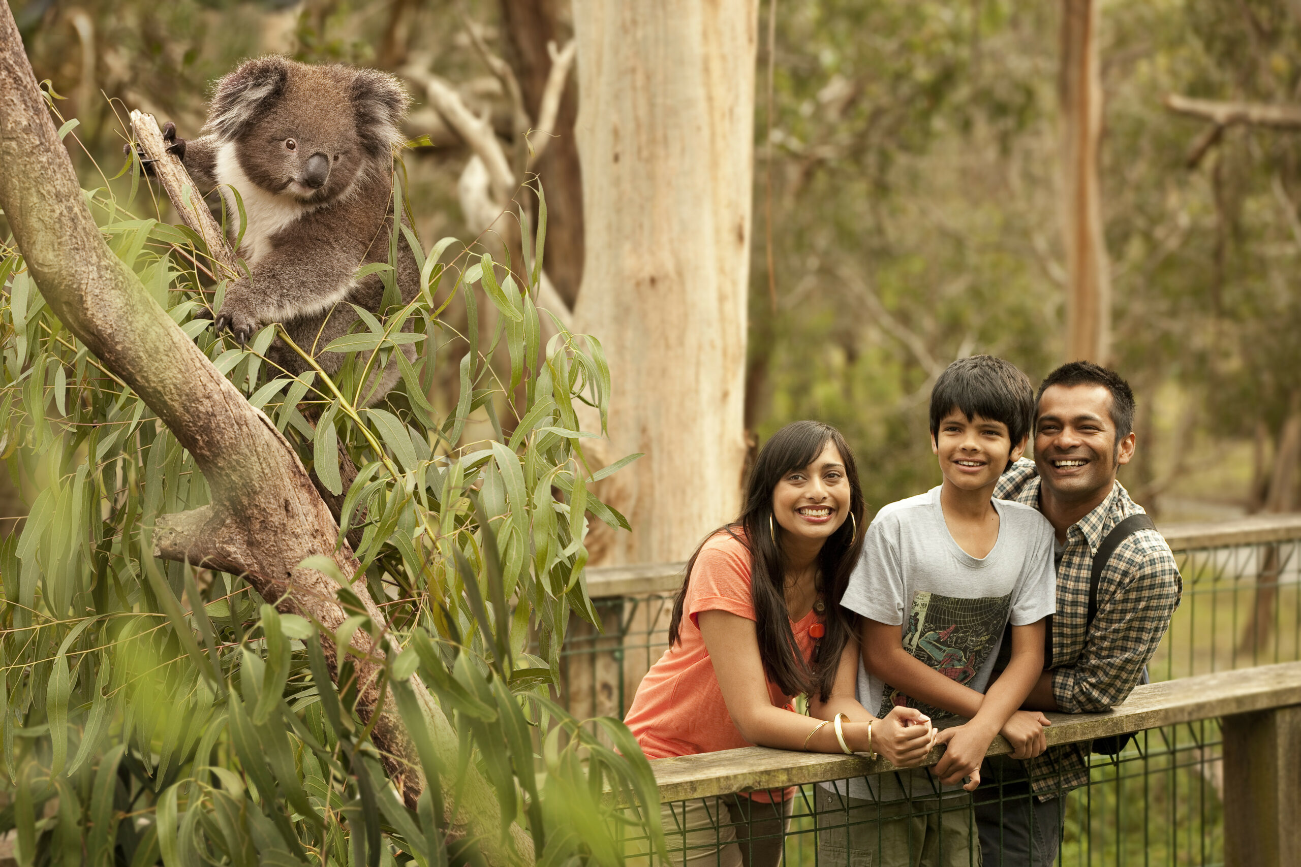 Autopia Tours: Phillip Island & Koala Highlights - Penguins Plus Viewing