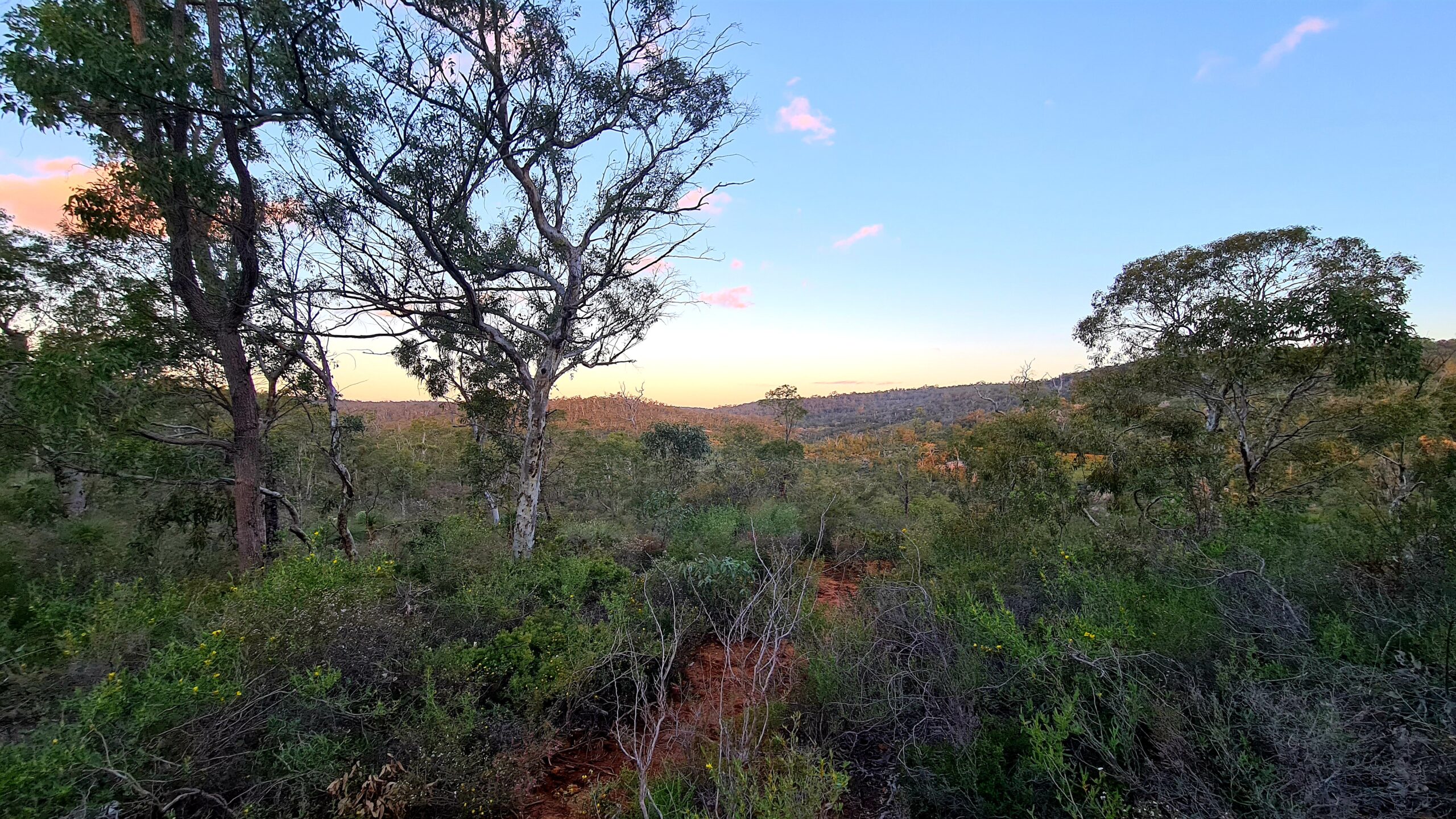 Christmas Tree Creek Twilight Hike