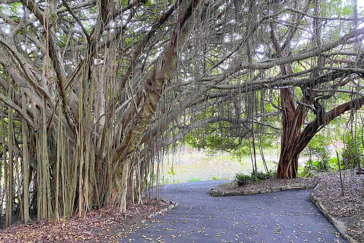 West of Noosa Tour with Lunch, Cooroy, Mt Tinbeerwah, Eumundi