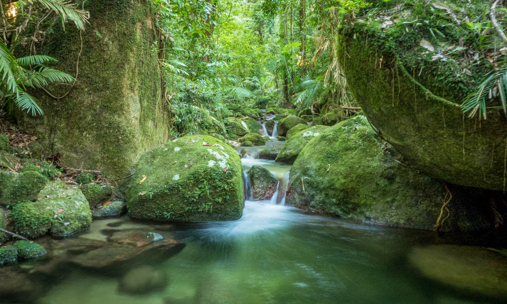 Mossman Gorge Adventure Day with River Drift Snorkelling