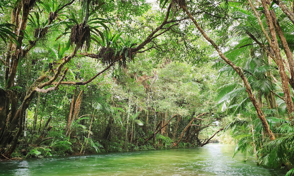 Mossman Gorge Adventure Day with River Drift Snorkelling