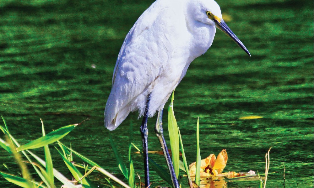 Crocodile Express Daintree Cruise from Daintree Gateway