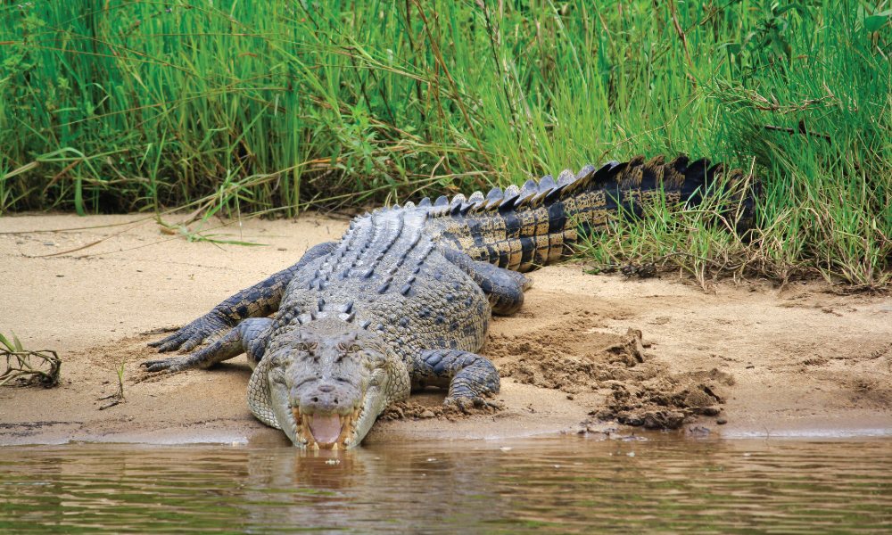 Crocodile Express Daintree Cruise from Daintree Gateway