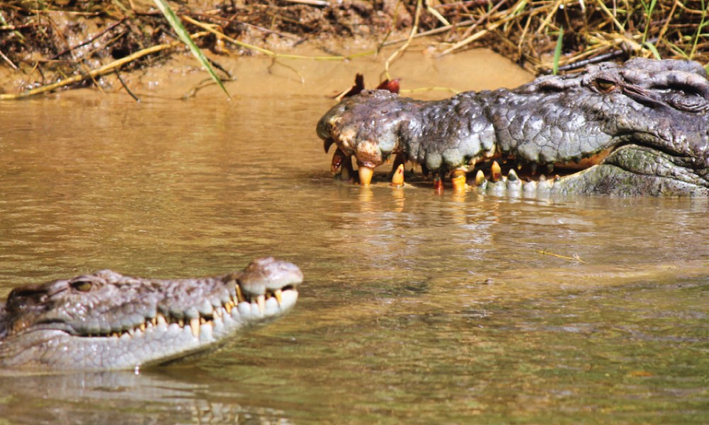 Crocodile Express Daintree Cruise from Daintree Gateway