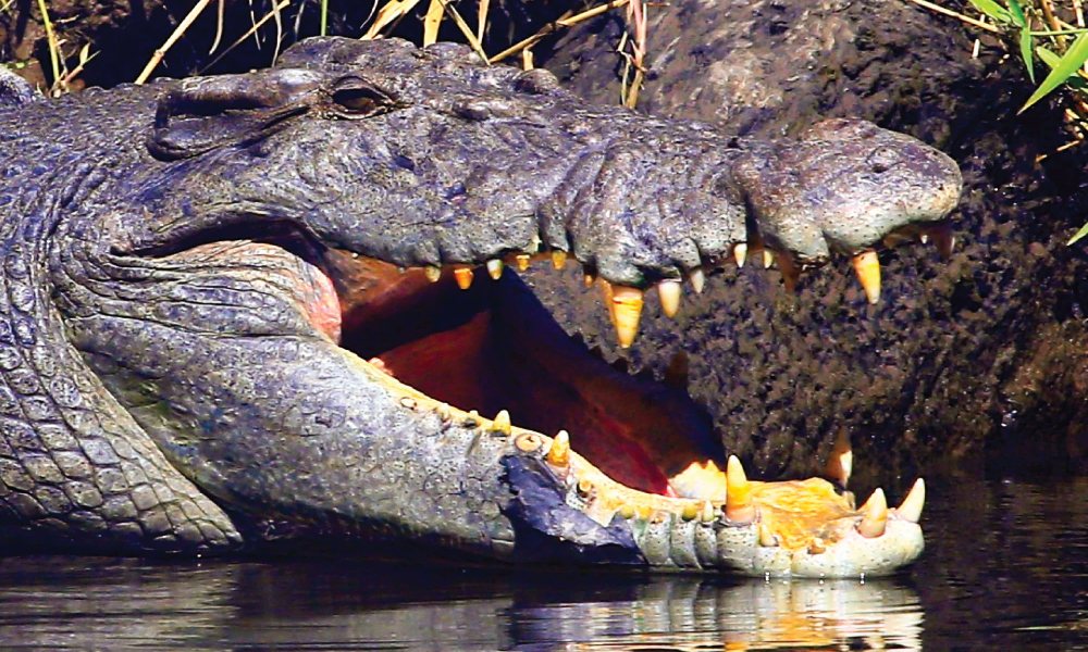 Crocodile Express Daintree Cruise from Daintree Gateway