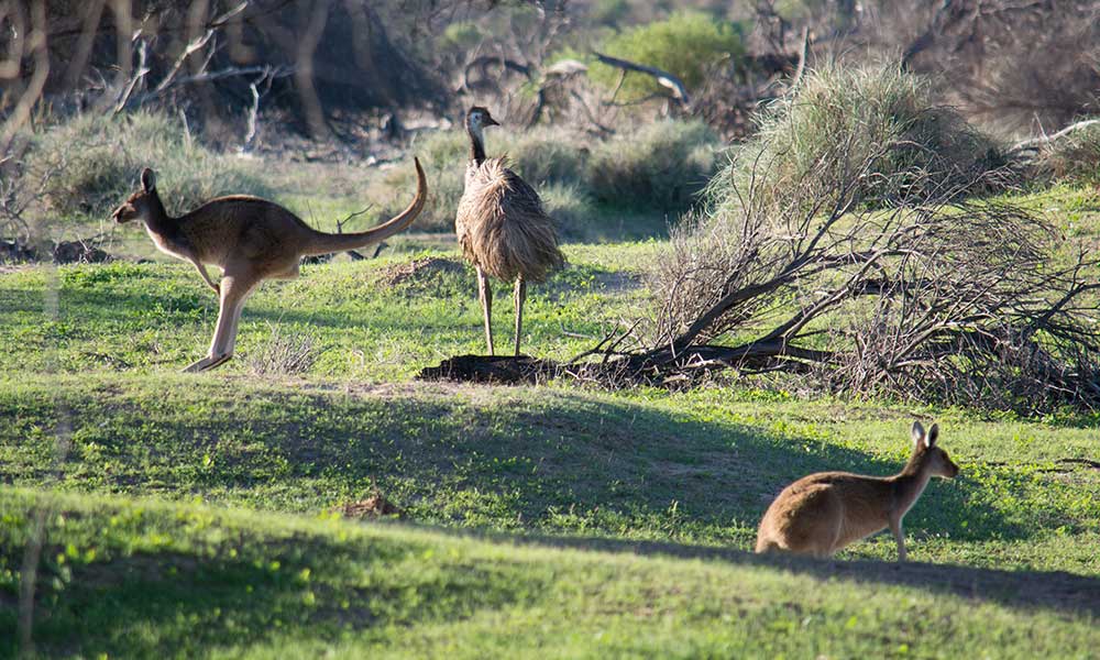 Sunset River Cruise on Murchison River Kalbarri