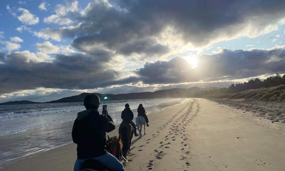 Guided Horse Ride on 7 Mile Beach in Cambridge - 2 Hours