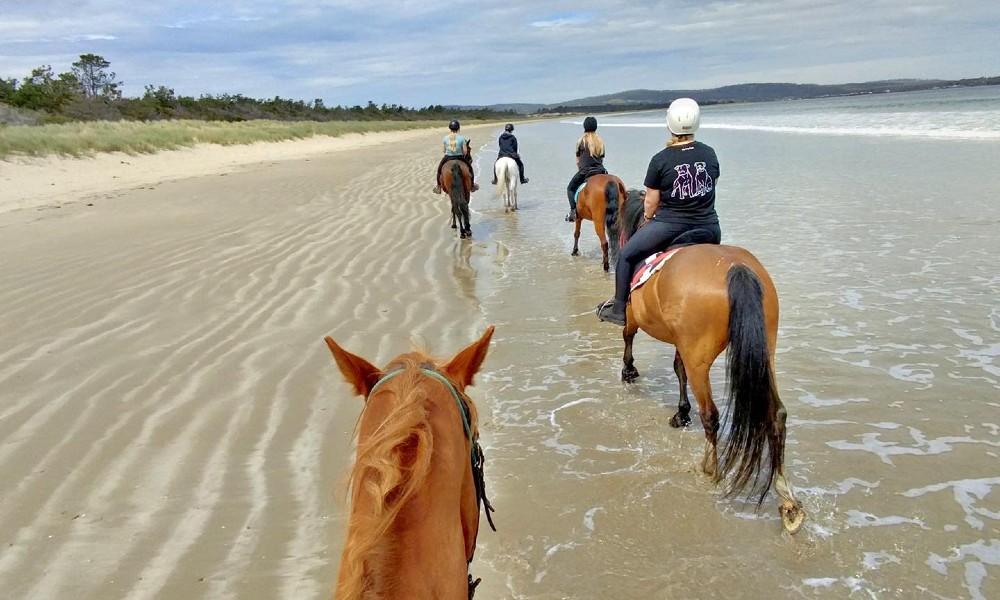 Guided Horse Ride on 7 Mile Beach in Cambridge - 2 Hours